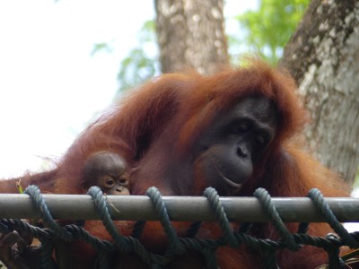 Orang-outan