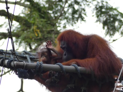 Orang-outan
