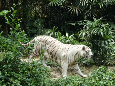 Tigre blanc