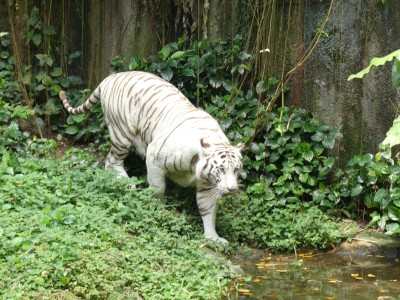 Tigre blanc