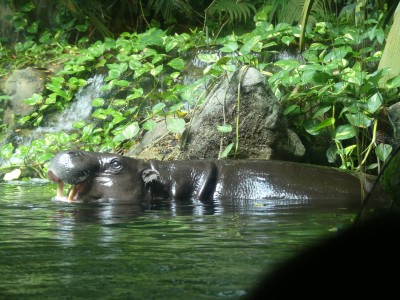 Hippopotame