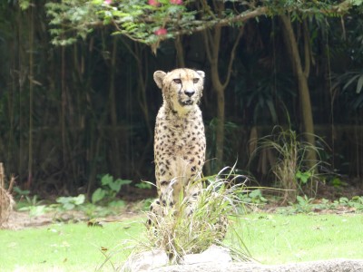 Guépard