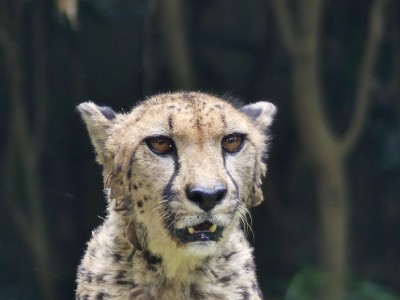 Guépard