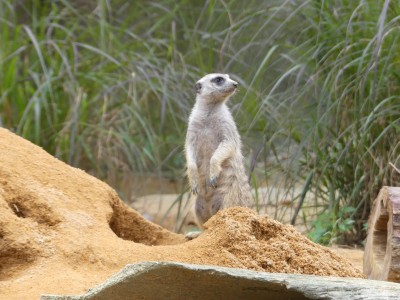 Suricate