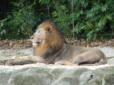 Lion asiatique