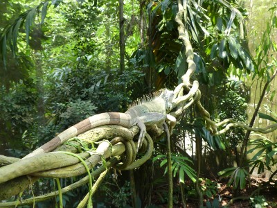 Iguane vert