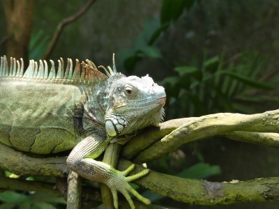 Iguane vert