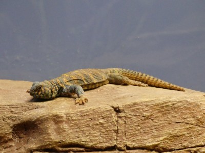 Uromastyx ornata