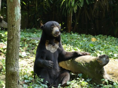Ours malais