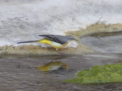Bergeronnette des ruisseaux