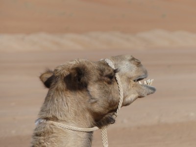 Dromadaire