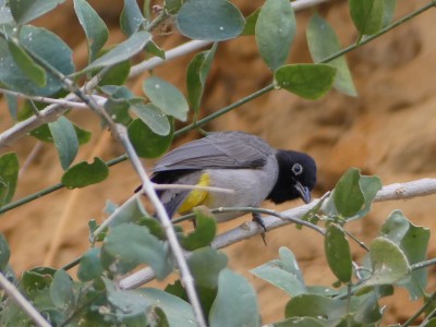 Bulbul d'Arabie