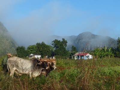 La Vallée de Viñales