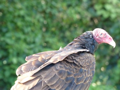 Urubu à tête rouge