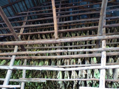 Séchage des feuilles de tabac