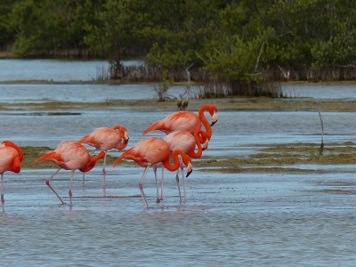 Flamant des Caraïbes