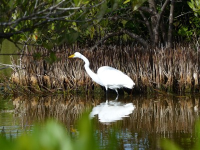 Ardea alba modesta