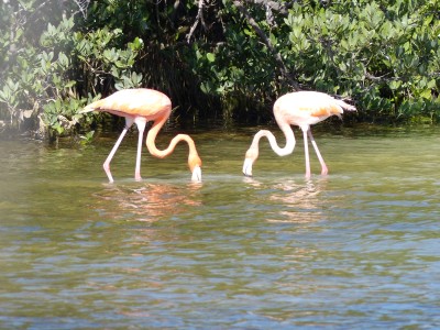 Flamant des Caraïbes