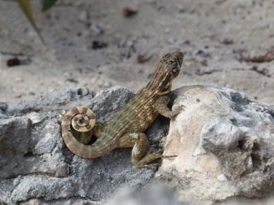 Leiocephalus carinatus