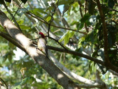 Pic à sourcils noirs